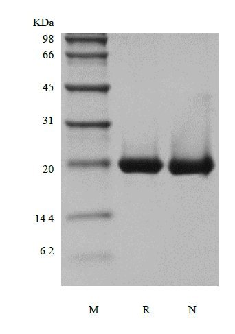 SDS-PAGE of Recombinant Murine Interleukin-36 beta, 183a.a.
