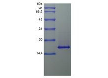 SDS-PAGE of Recombinant Murine Interleukin-36 beta, 153a.a.