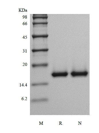 SDS-PAGE of Recombinant Murine Acidic Fibroblast Growth Factor