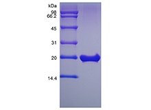 SDS-PAGE of Recombinant Murine Fibroblast Growth Factor 18