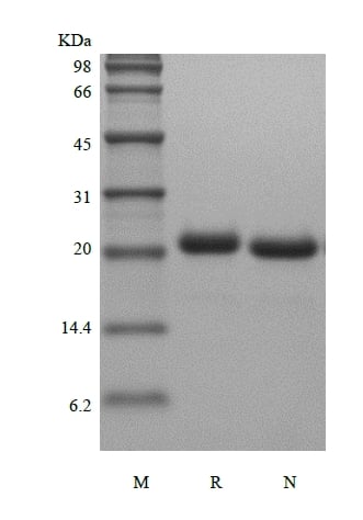 SDS-PAGE of Recombinant Murine Fibroblast Growth Factor 21