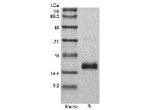 SDS-PAGE of Recombinant Murine Vascular Endothelial Growth Factor 120