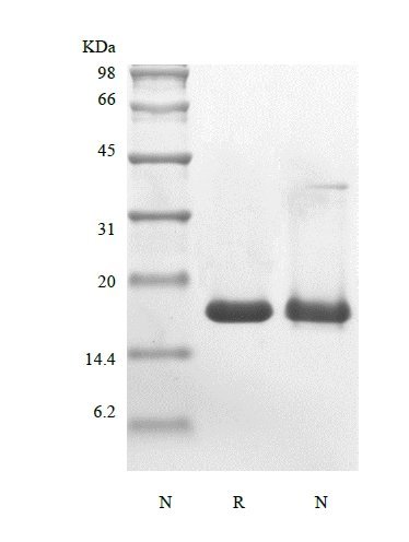SDS-PAGE of Recombinant Murine Glia Maturation Factor beta