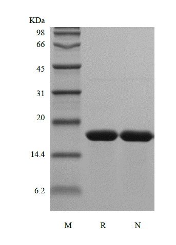 SDS-PAGE of Recombinant Rat Interleukin-1 alpha