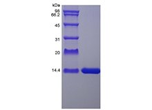 SDS-PAGE of Recombinant Rat Interleukin-2