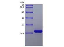 SDS-PAGE of Recombinant Rat Interleukin-7