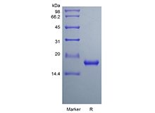 SDS-PAGE of Recombinant Rat Interleukin-33