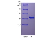 SDS-PAGE of Recombinant Rat Oncostatin-M