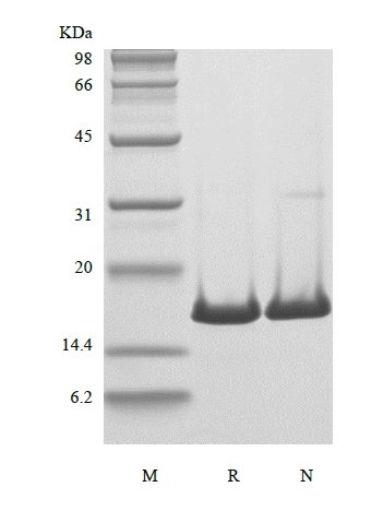 SDS-PAGE of Recombinant Rat Basic Fibroblast Growth Factor
