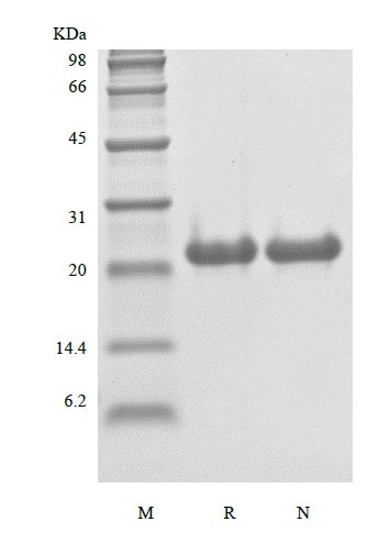 SDS-PAGE of Recombinant Rat Fibroblast Growth Factor 21