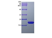 SDS-PAGE of Recombinant Rat Glia Maturation Factor beta