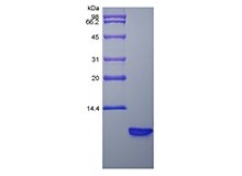 SDS-PAGE of Recombinant Rat Beta-defensin 3