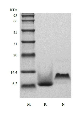 SDS-PAGE of Recombinant Human Growth Regulated Protein-beta/CXCL2