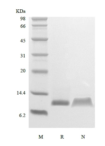 SDS-PAGE of Recombinant Human Platelet Factor-4/CXCL4