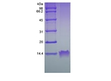 SDS-PAGE of Recombinant Human Macrophage Inflammatory Protein-1 alpha/CCL3