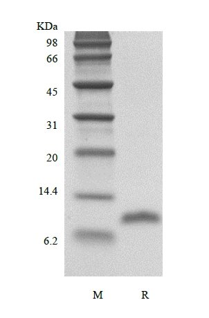 SDS-PAGE of Recombinant Human LD78 beta/CCL3L1
