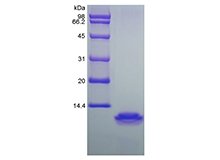SDS-PAGE of Recombinant Human Macrophage Inflammatory Protein-4/CCL18