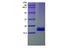 SDS-PAGE of Recombinant Human Exodus-2/CCL21