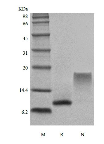 SDS-PAGE of Recombinant Human Macrophage Inflammatory Protein-3/CCL23