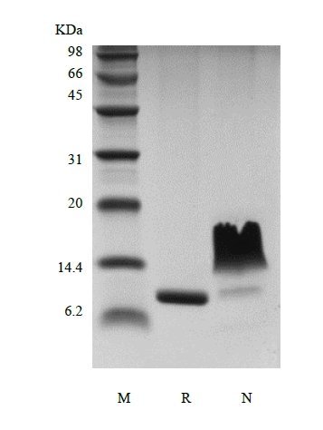 SDS-PAGE of Recombinant Human Eotaxin-2/CCL24
