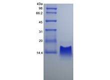 SDS-PAGE of Recombinant Rhesus Macaque gamma-Interferon Inducible Protein 10/CXCL10