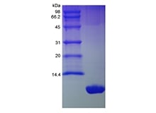 SDS-PAGE of Recombinant Murine KC/CXCL1