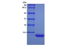 SDS-PAGE of Recombinant Murine LPS-induced CXC Chemokine/CXCL5