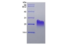 SDS-PAGE of Recombinant Murine Monokine Induced by Interferon-gamma/CXCL9