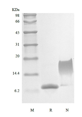 SDS-PAGE of Recombinant Murine Stromal-Cell Derived Factor-1 alpha/CXCL12α