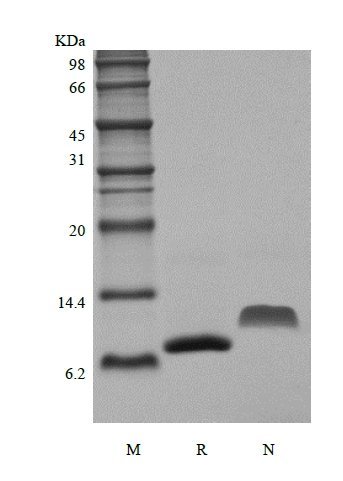 SDS-PAGE of Recombinant Murine Monocyte Chemotactic Protein-2/CCL8