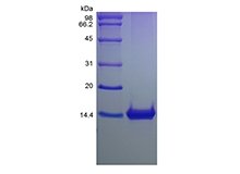 SDS-PAGE of Recombinant Murine Macrophage Inflammatory Protein-1 gamma/CCL9/CCL10