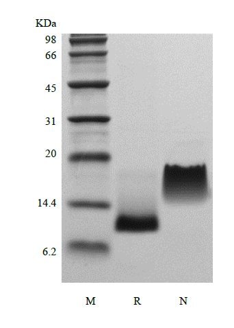 SDS-PAGE of Recombinant Murine Eotaxin/CCL11