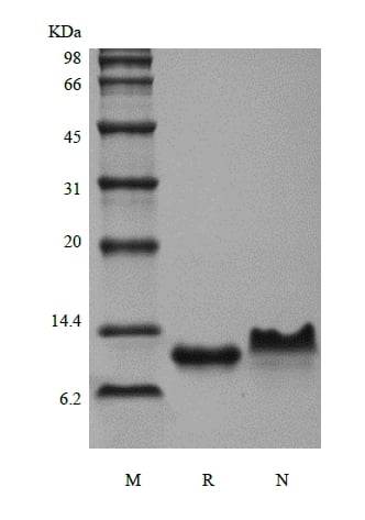 SDS-PAGE of Recombinant Murine Macrophage Inflammatory Protein-3 beta/CCL19