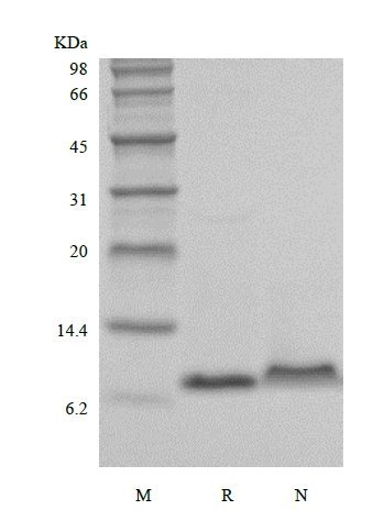 SDS-PAGE of Recombinant Murine Macrophage Inflammatory Protein-3 alpha/CCL20