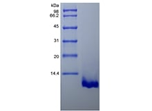 SDS-PAGE of Recombinant Murine Macrophage-Derived Chemokine/CCL22