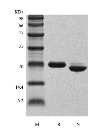SDS-PAGE of Recombinant Human Growth Hormone