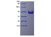 SDS-PAGE of Recombinant PreScission Protease