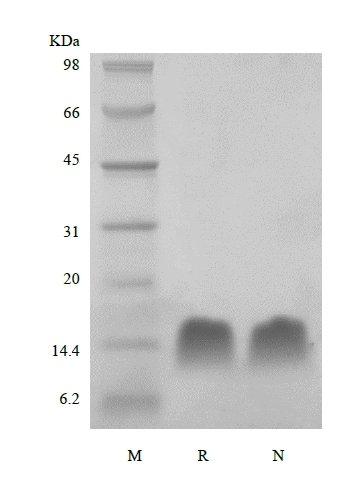 SDS-PAGE of Recombinant Human Thymosin beta 4