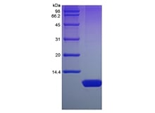 SDS-PAGE of Recombinant Human Nesfatin-1