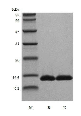 SDS-PAGE of Recombinant Human Apolipoprotein-Serum Amyloid A1