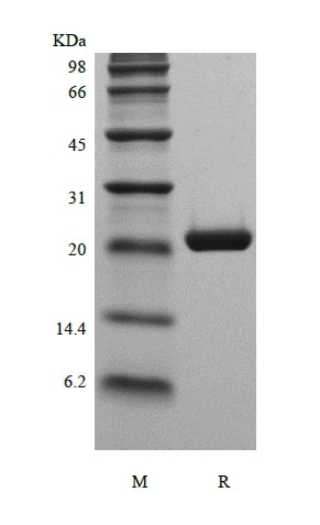 SDS-PAGE of Recombinant Murine Cardiotrophin­1