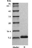 SDS-PAGE of Recombinant Human Insulin-like Growth factor-1 GMP